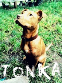 Tonka